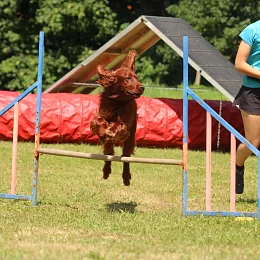 Cvičák - Agility nový jičín