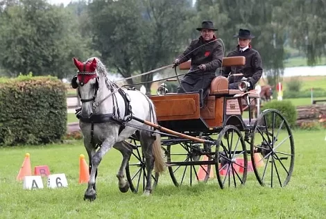 Chov koní David Haitl