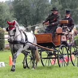 Chov koní David Haitl