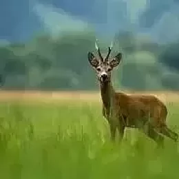 Myslivecká turistika